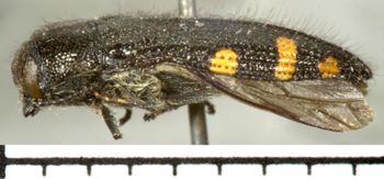 Media type: image;   Entomology 33803 Aspect: habitus lateral view